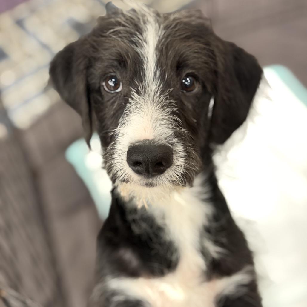 Enlarge Mirry, a Adoptable mixed breed in New Orleans, LA image 2/5