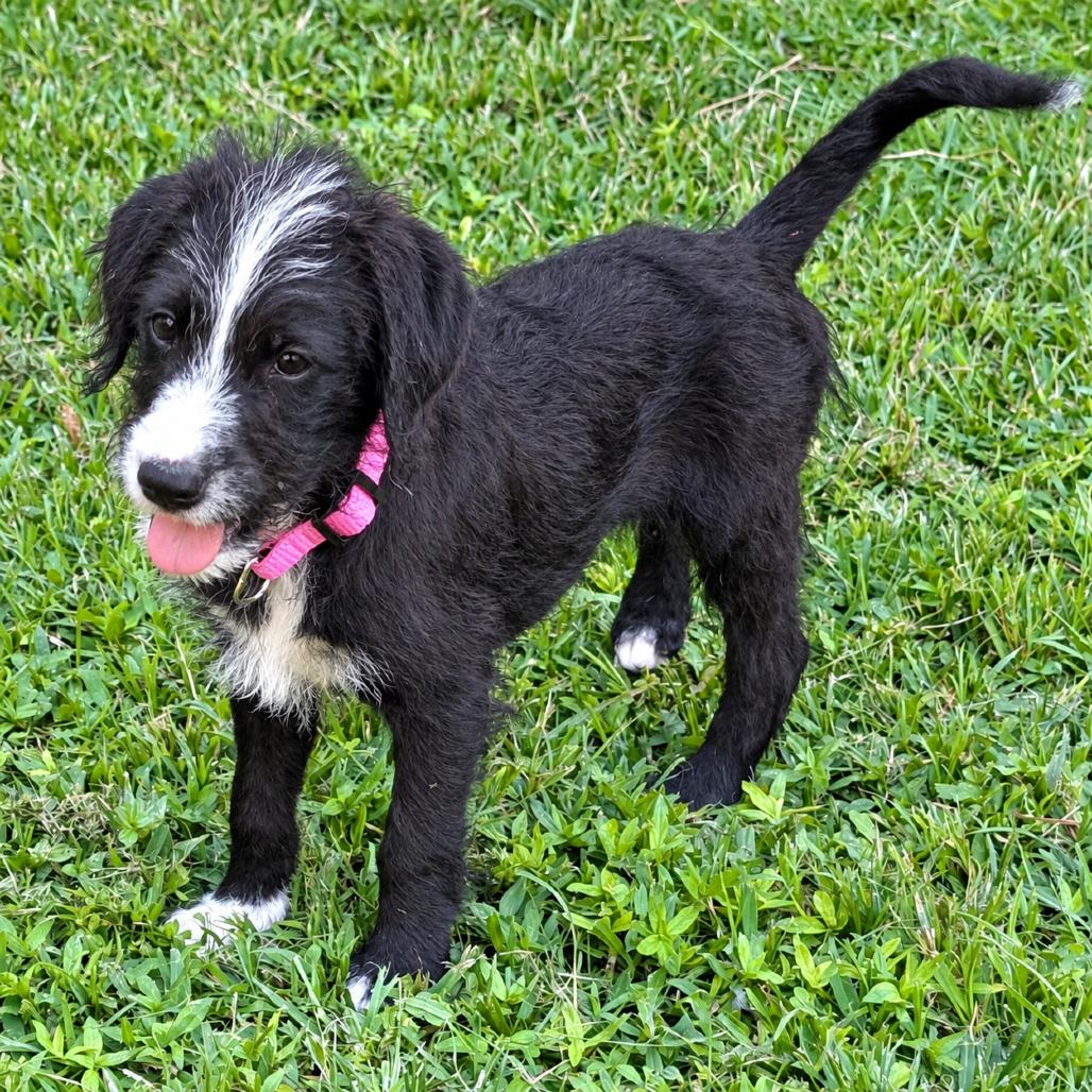 Enlarge Mirry, a Adoptable mixed breed in New Orleans, LA image 4/5