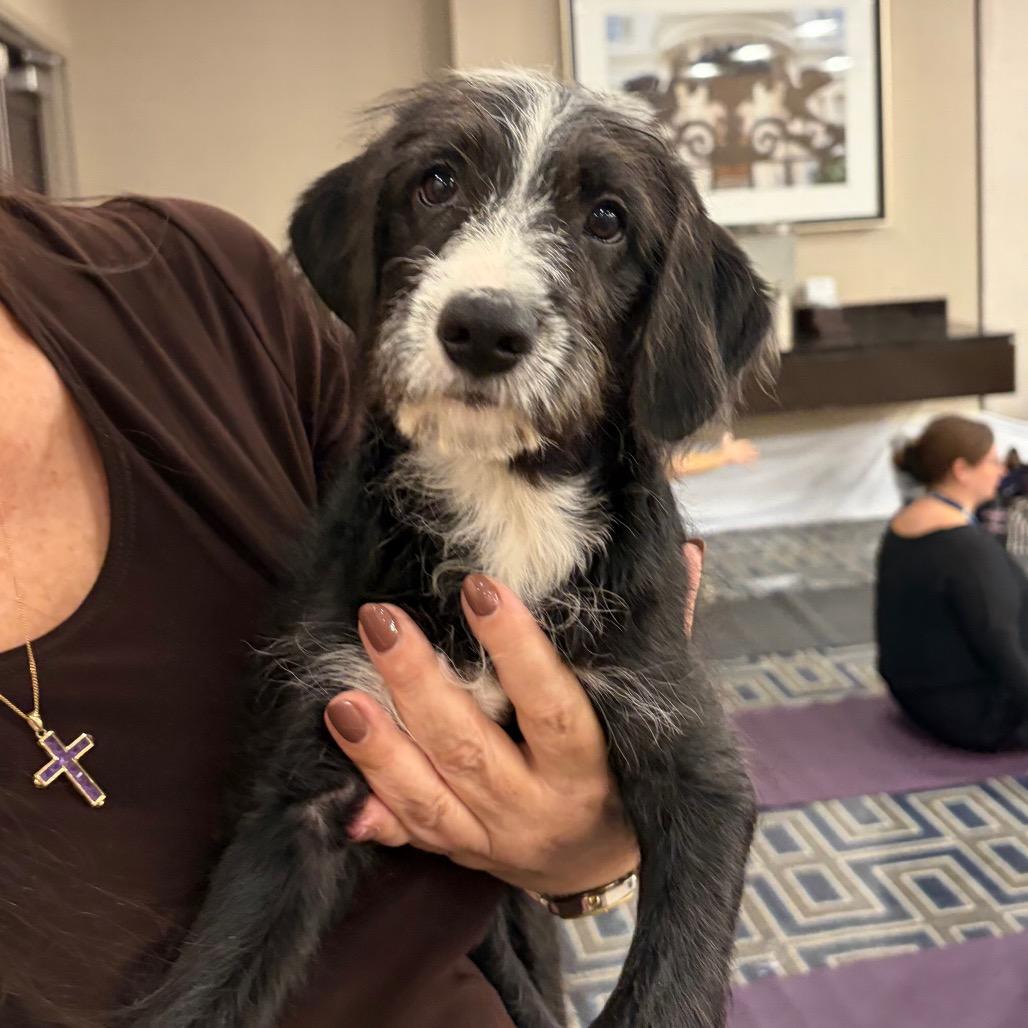 Enlarge Mirry, a Adoptable mixed breed in New Orleans, LA image 5/5