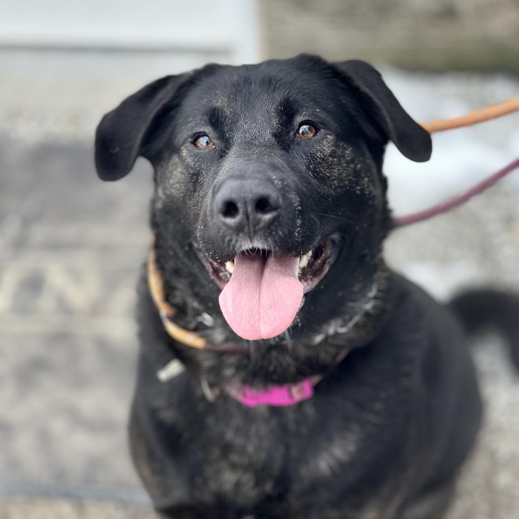 Enlarge Bridgette, a Adoptable Mixed Breed in Troy, IL image 1/2