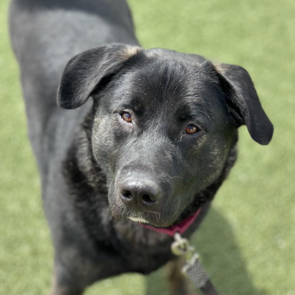 Enlarge Bridgette, a Adoptable Mixed Breed in Troy, IL image 2/3