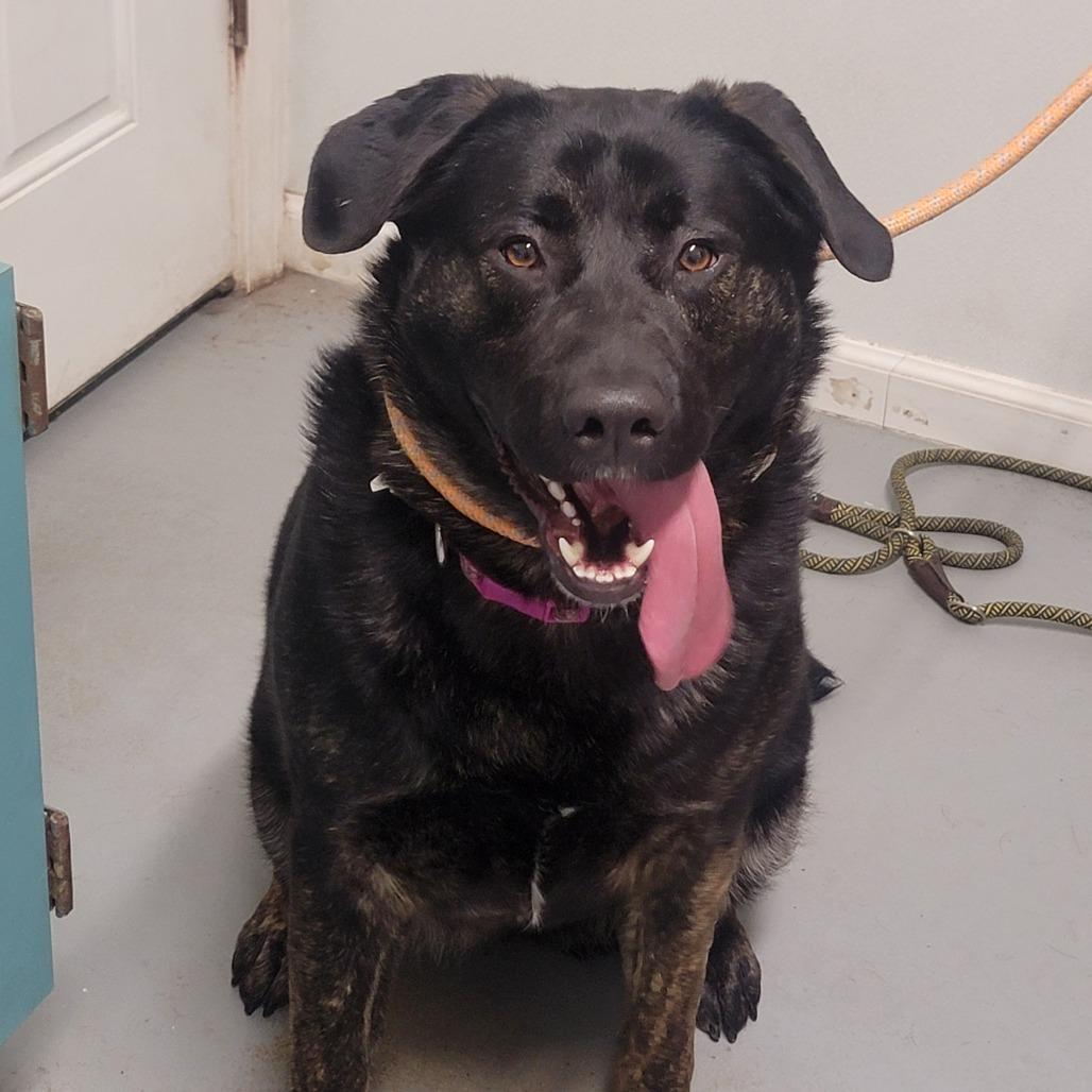 Enlarge Bridgette, a Adoptable Mixed Breed in Troy, IL image 2/2