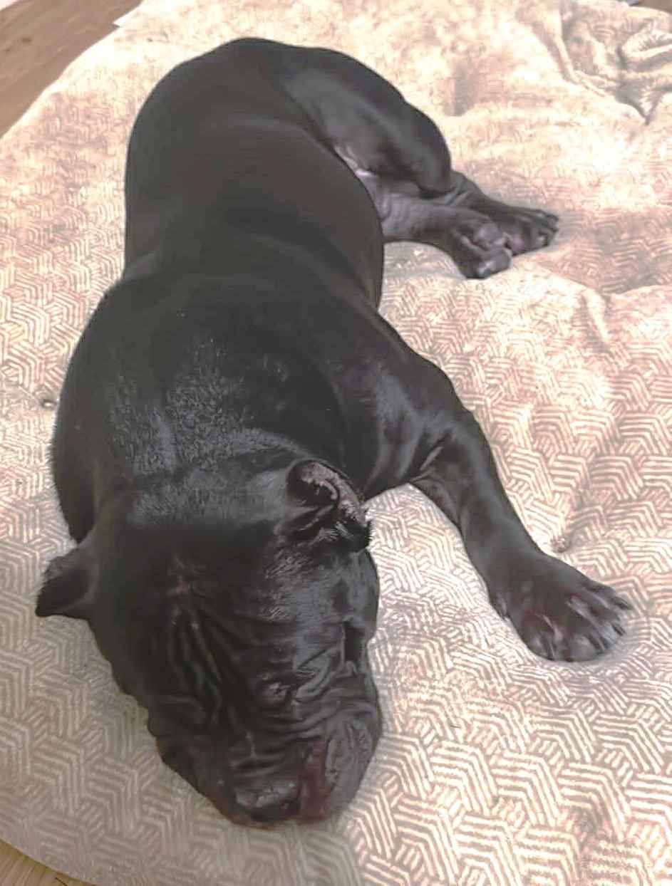 Enlarge Billie Dee, chunky, sweet Amer. Staffordshire terrier, a ADOPTABLE mixed breed in Richmond, VA image 6/6