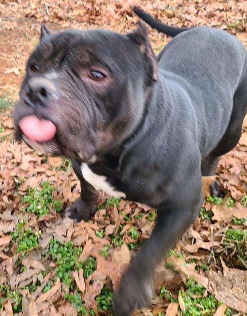 Enlarge Billie Dee, chunky, sweet Amer. Staffordshire terrier, a ADOPTABLE mixed breed in Richmond, VA image 4/6