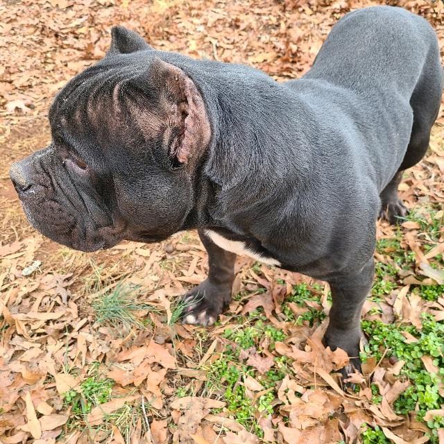 Enlarge Billie Dee, chunky, sweet Amer. Staffordshire terrier, a ADOPTABLE mixed breed in Richmond, VA image 2/6
