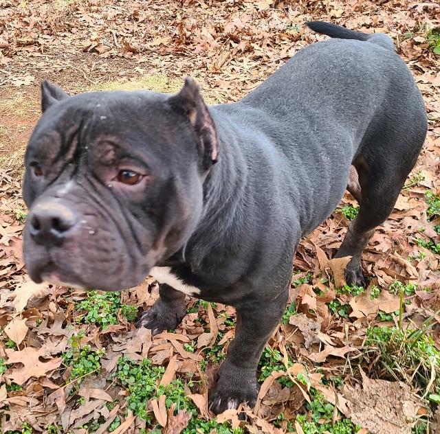 Enlarge Billie Dee, chunky, sweet Amer. Staffordshire terrier, a ADOPTABLE mixed breed in Richmond, VA image 3/6