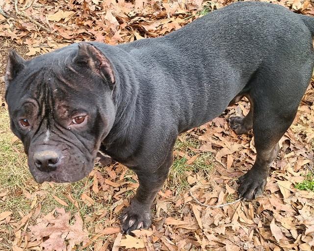 Enlarge Billie Dee, chunky, sweet Amer. Staffordshire terrier, a ADOPTABLE mixed breed in Richmond, VA image 5/6