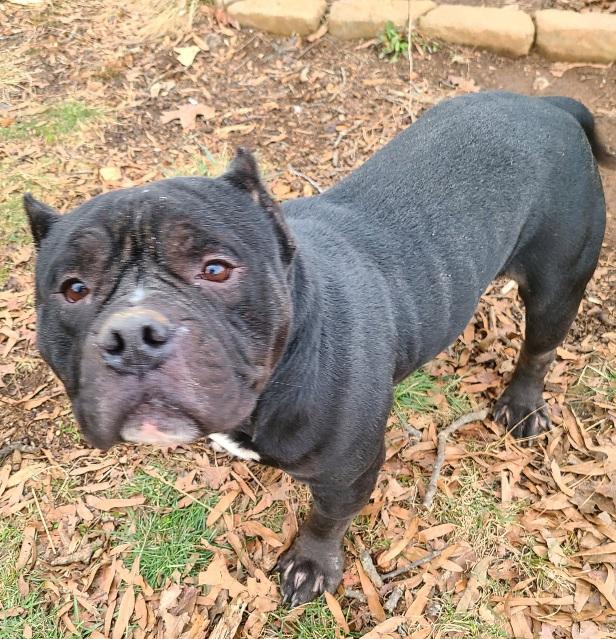 Enlarge Billie Dee, chunky, sweet Amer. Staffordshire terrier, a ADOPTABLE mixed breed in Richmond, VA image 1/6