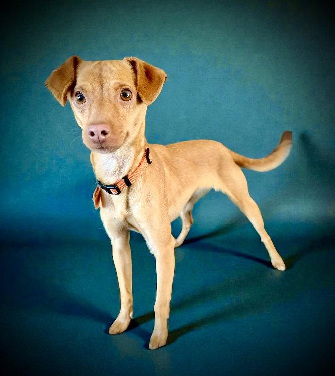 Brandi, Adoptable, Young Female Chihuahua.
