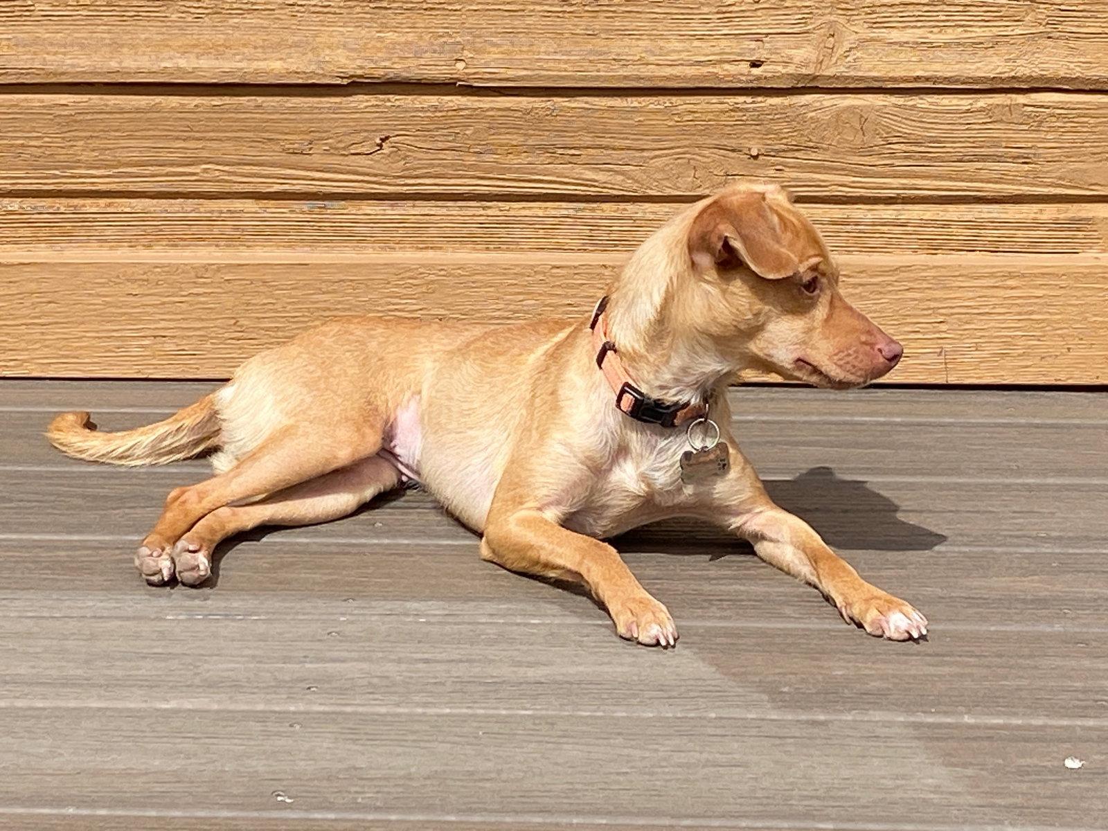 Enlarge Brandi, a Adoptable Chihuahua in Penrose, CO image 2/3