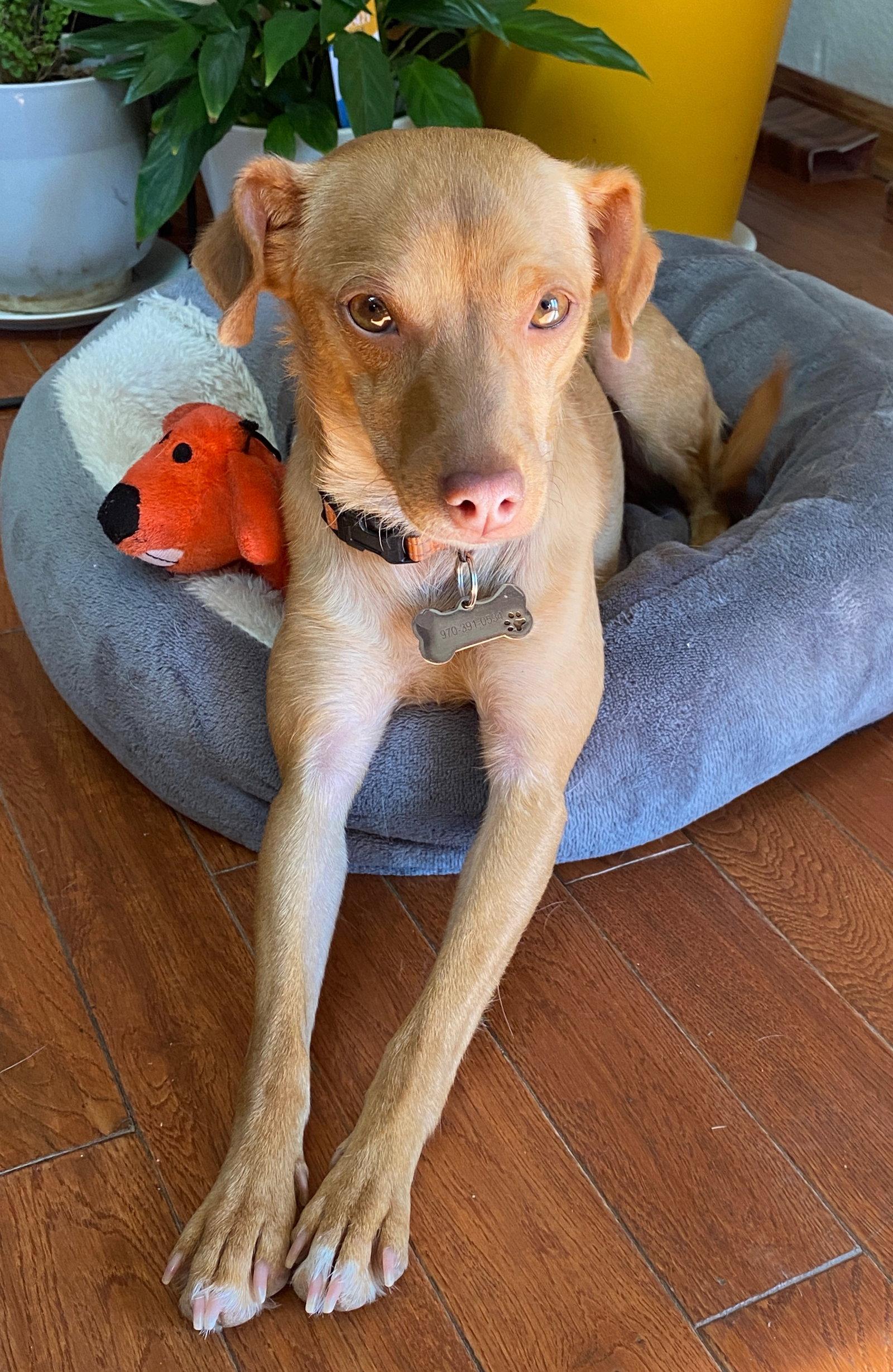 Enlarge Brandi, a Adoptable Chihuahua in Penrose, CO image 3/3