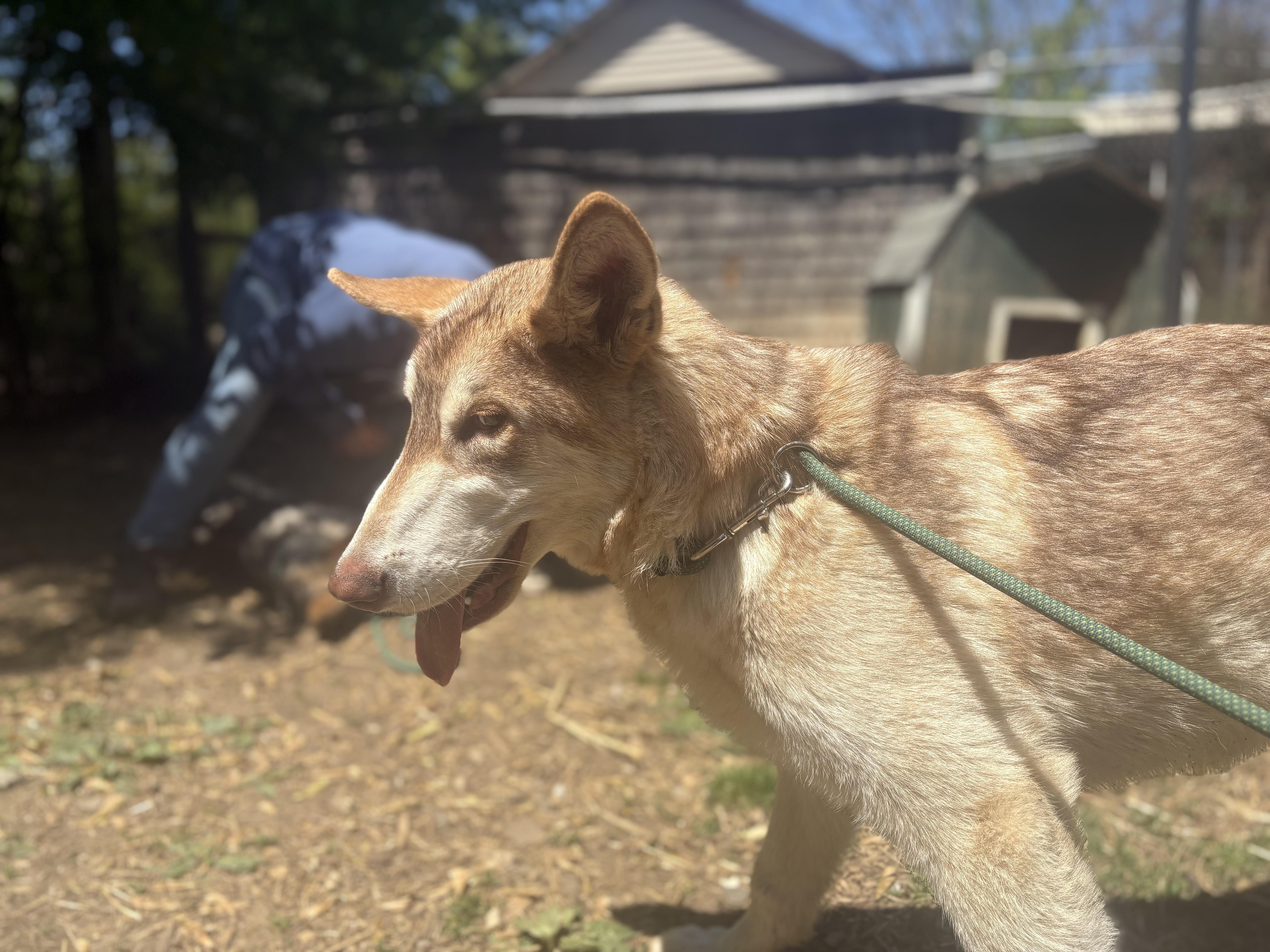 Enlarge Spartacus, an adopted mixed breed in Jackson, NJ image 3/3