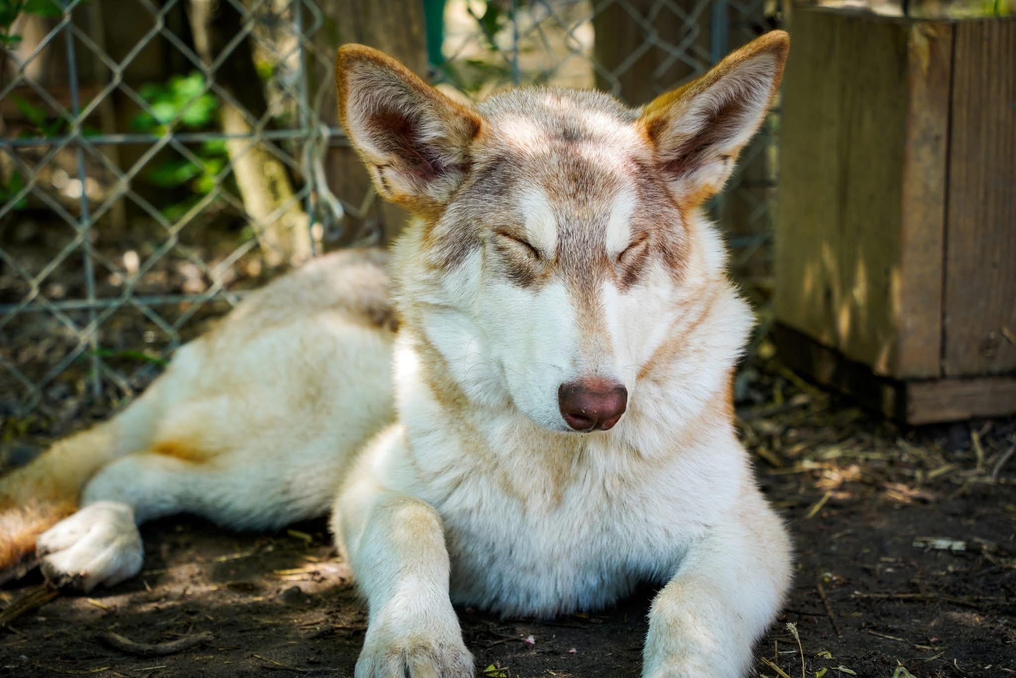 Spartacus, adopted, Puppy Male German Shepherd Dog & Alaskan Malamute.