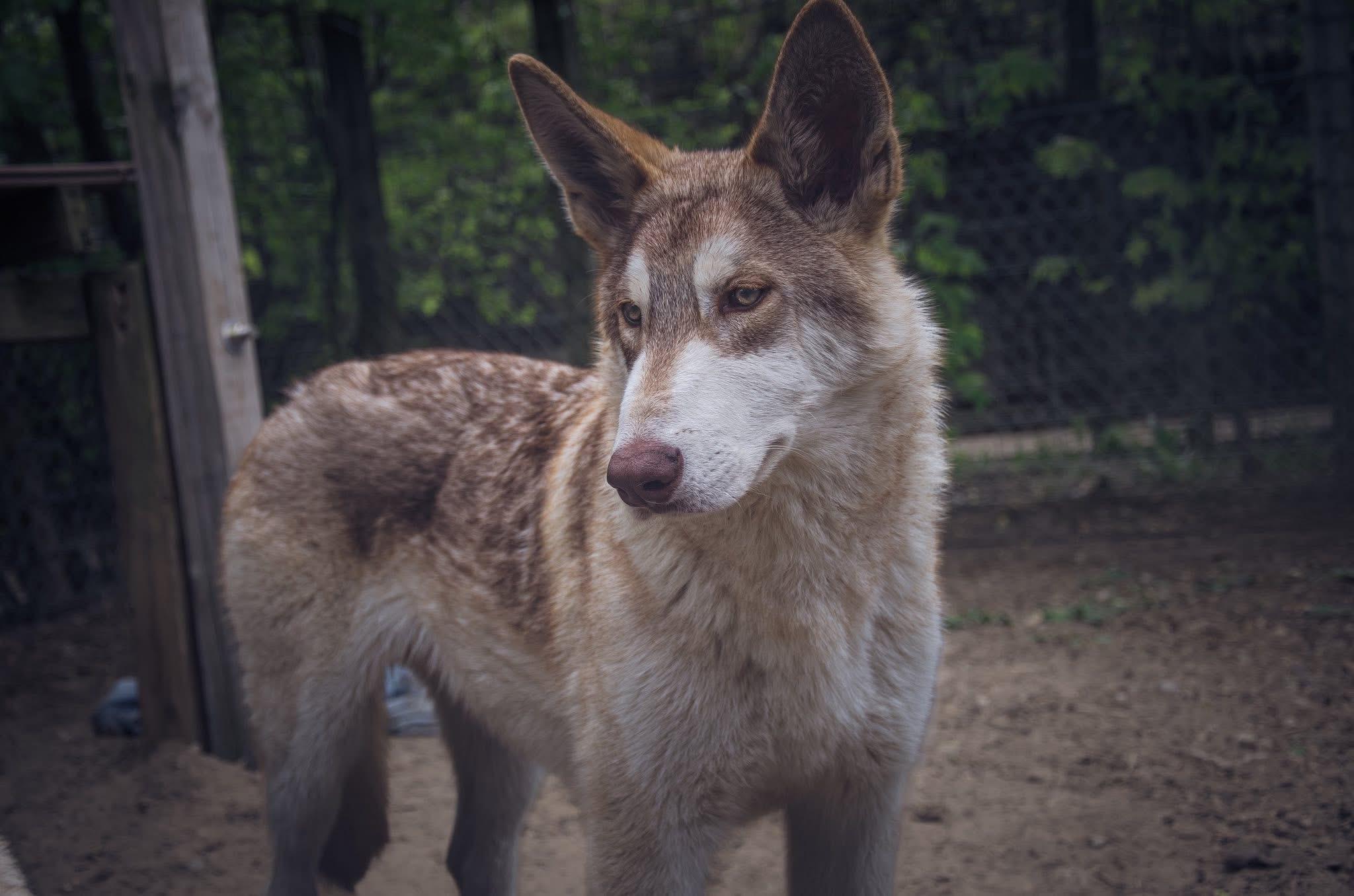 Enlarge Spartacus, an adopted mixed breed in Jackson, NJ image 2/3