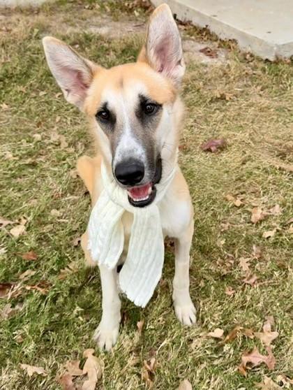 Boris, Adoptable, Adult Male Mixed Breed & Mixed Breed.
