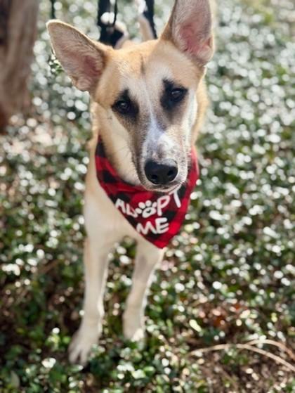 Boris, a Adoptable mixed breed in Fort Worth, TX image 2/3