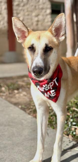Boris, a Adoptable mixed breed in Fort Worth, TX image 3/3
