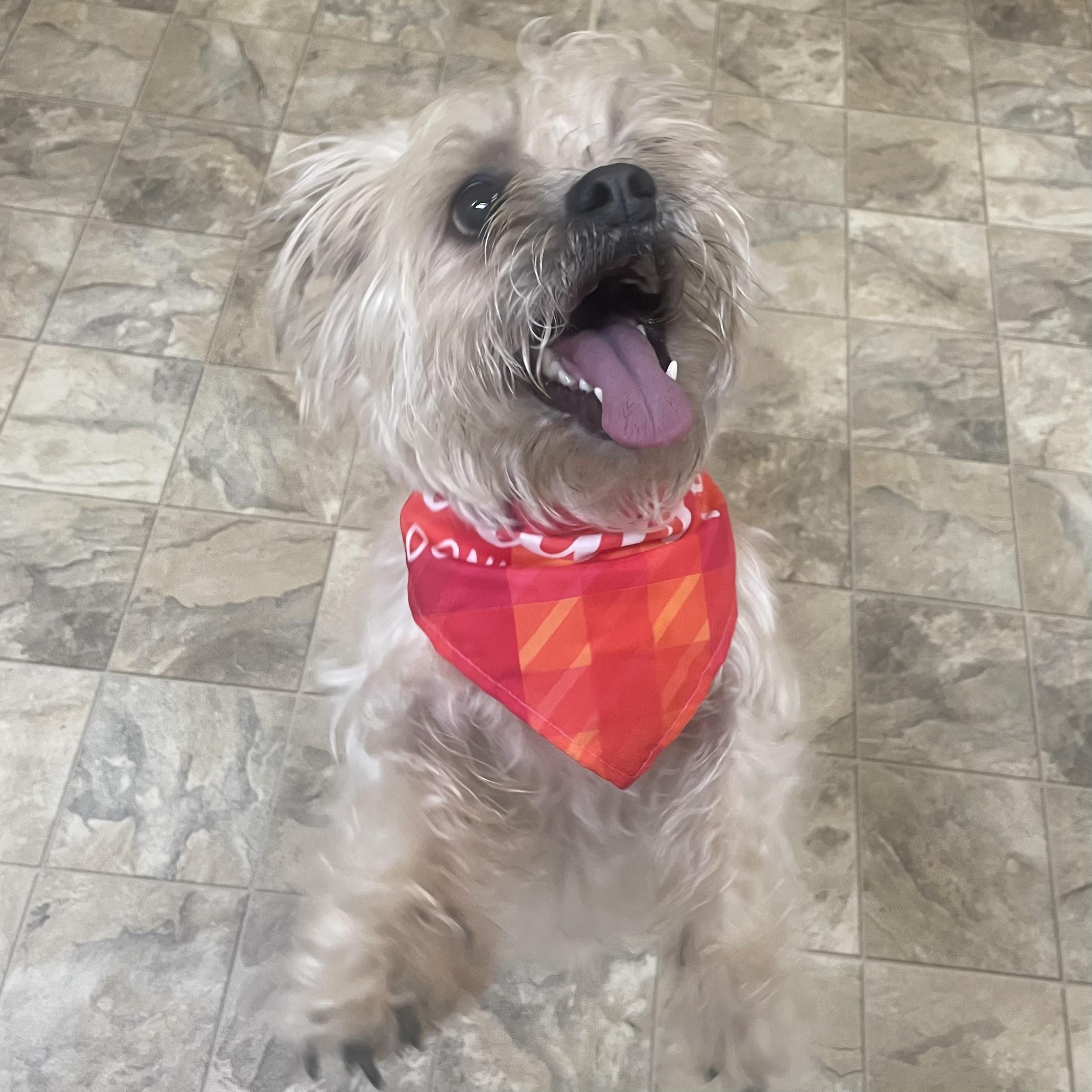 Phoebe, adopted, Adult Female Shih Tzu.