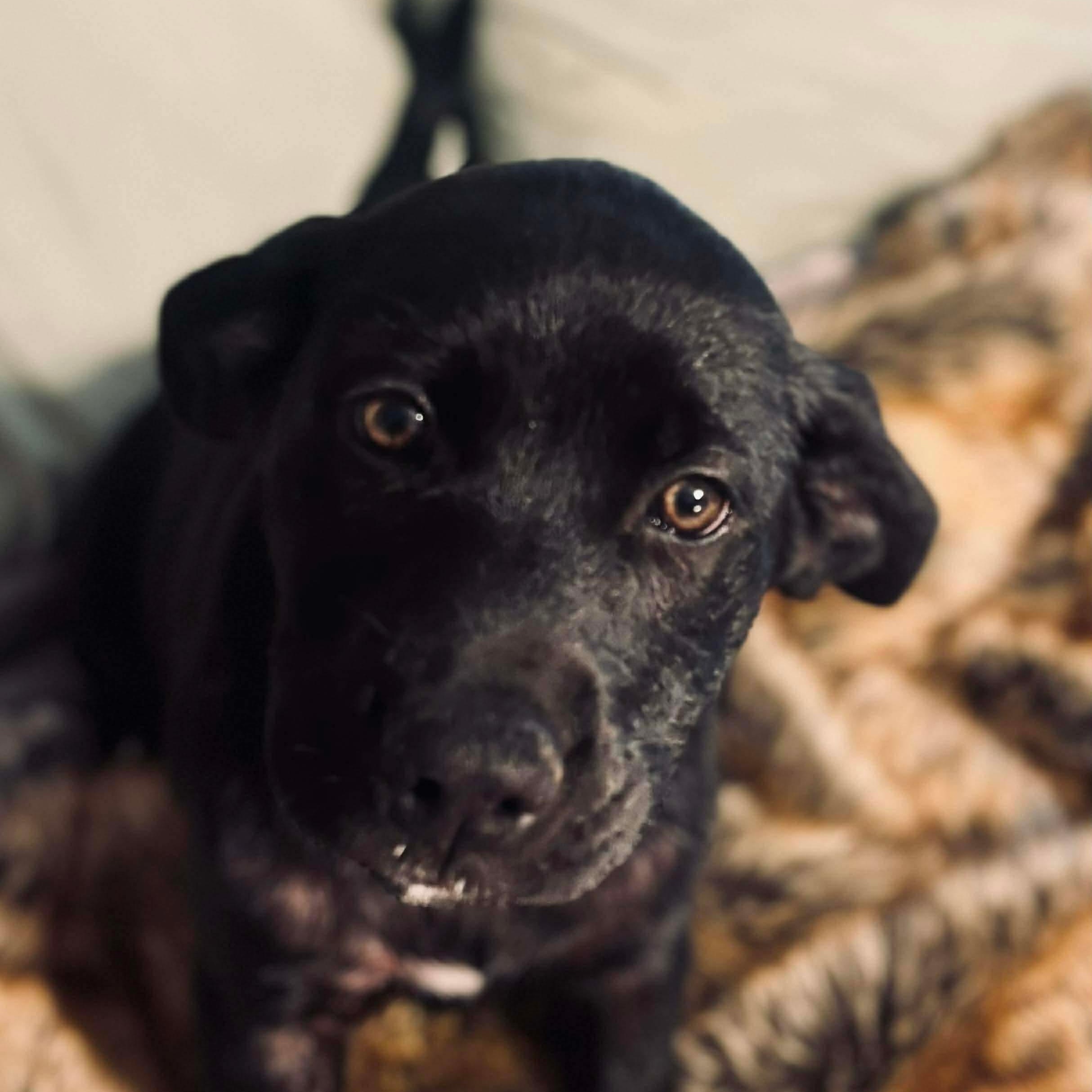 Peaches, Adoptable, Puppy Female Labrador Retriever & Husky.