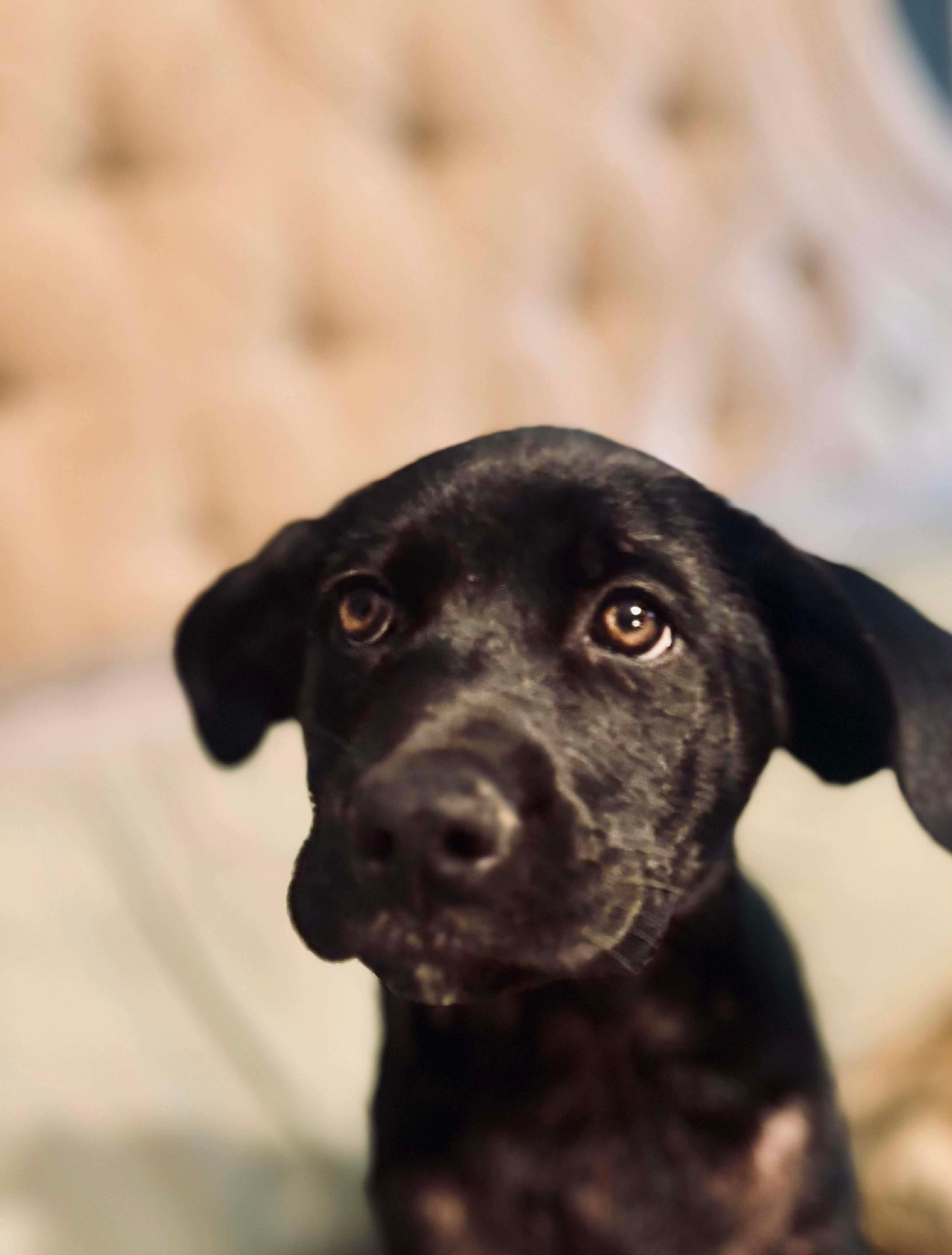 Peaches, a Adoptable mixed breed in Foley, AL image 2/4