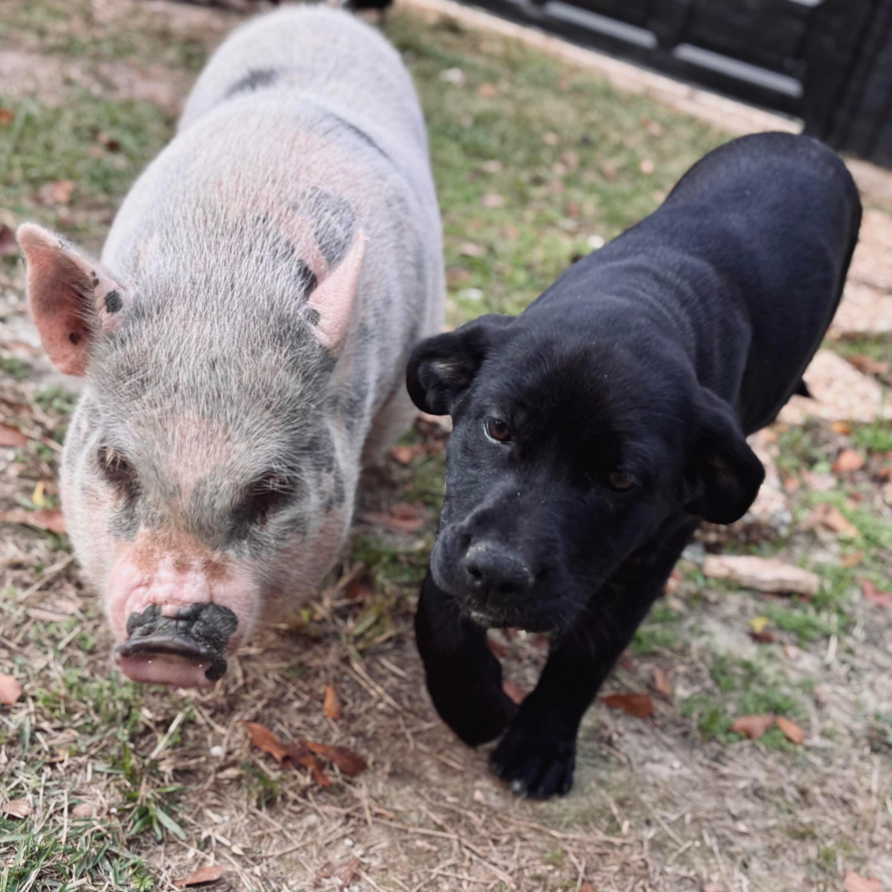 Peaches, a Adoptable mixed breed in Foley, AL image 3/4