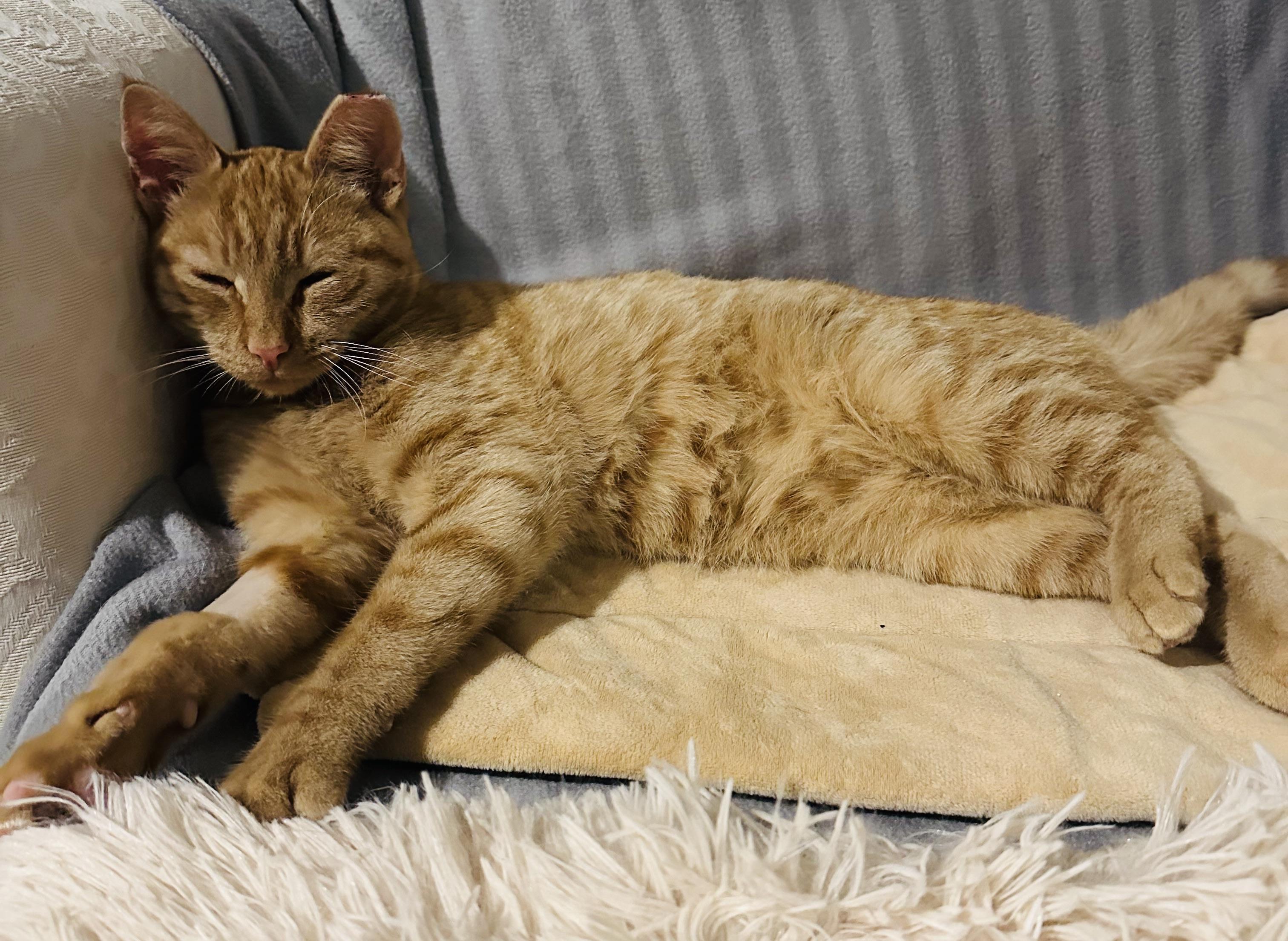 Enlarge Riusty, a ADOPTABLE Domestic Short Hair in Hasbrouck Heights, NJ image 1/5