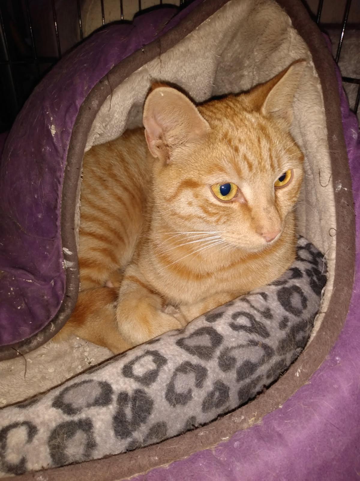 Enlarge Rusty, a ADOPTABLE Domestic Short Hair in Hasbrouck Heights, NJ image 6/6