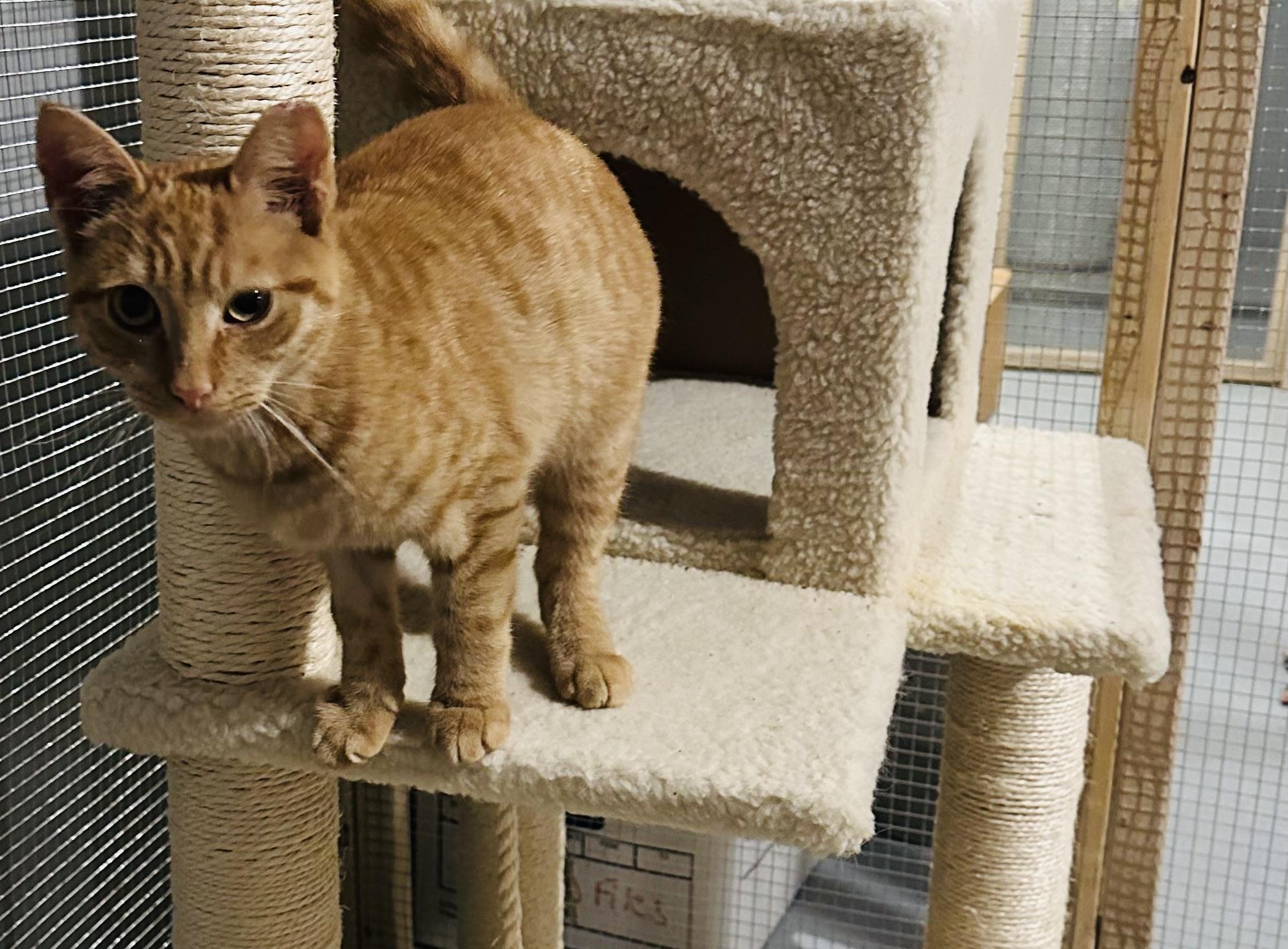 Enlarge Riusty, a ADOPTABLE Domestic Short Hair in Hasbrouck Heights, NJ image 2/5