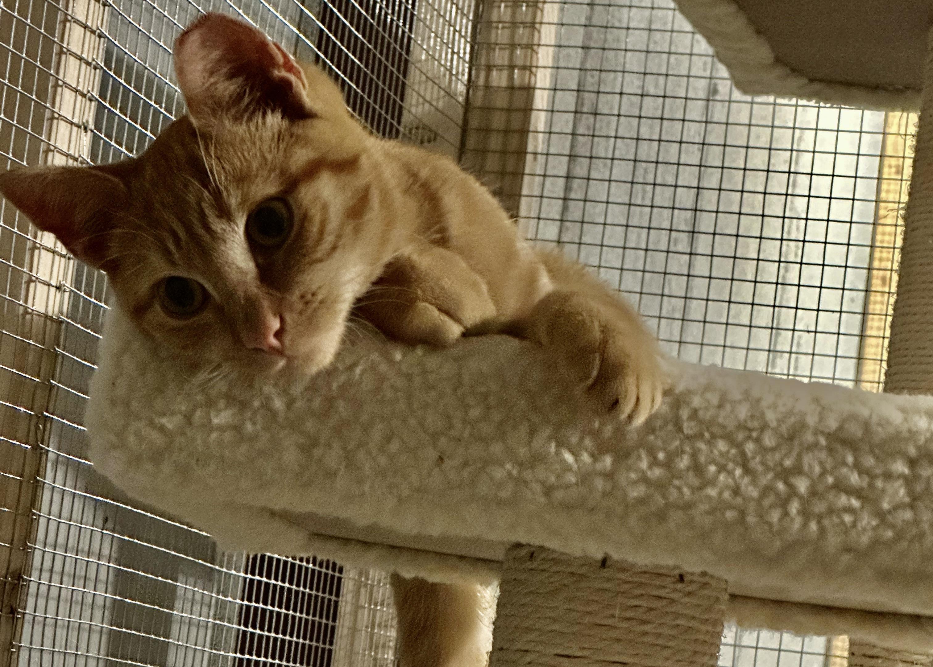 Enlarge Riusty, a ADOPTABLE Domestic Short Hair in Hasbrouck Heights, NJ image 3/5