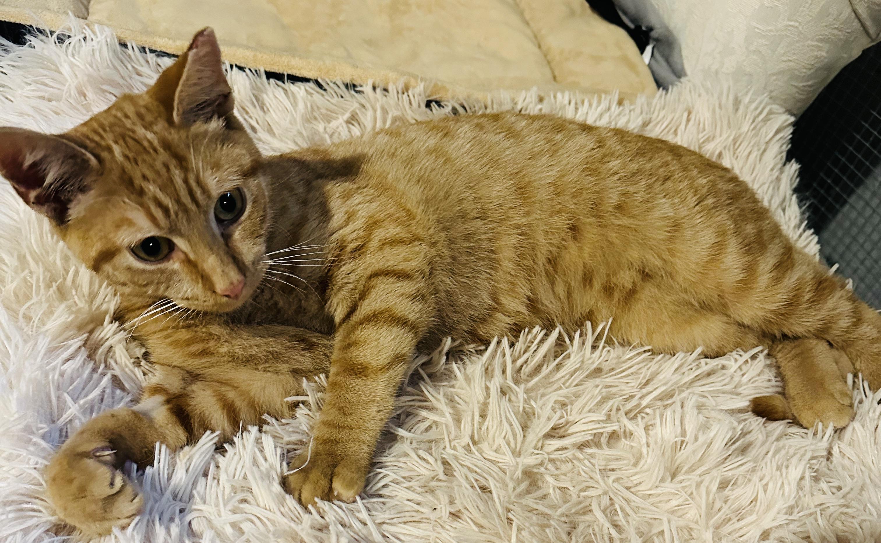 Enlarge Riusty, a ADOPTABLE Domestic Short Hair in Hasbrouck Heights, NJ image 4/5