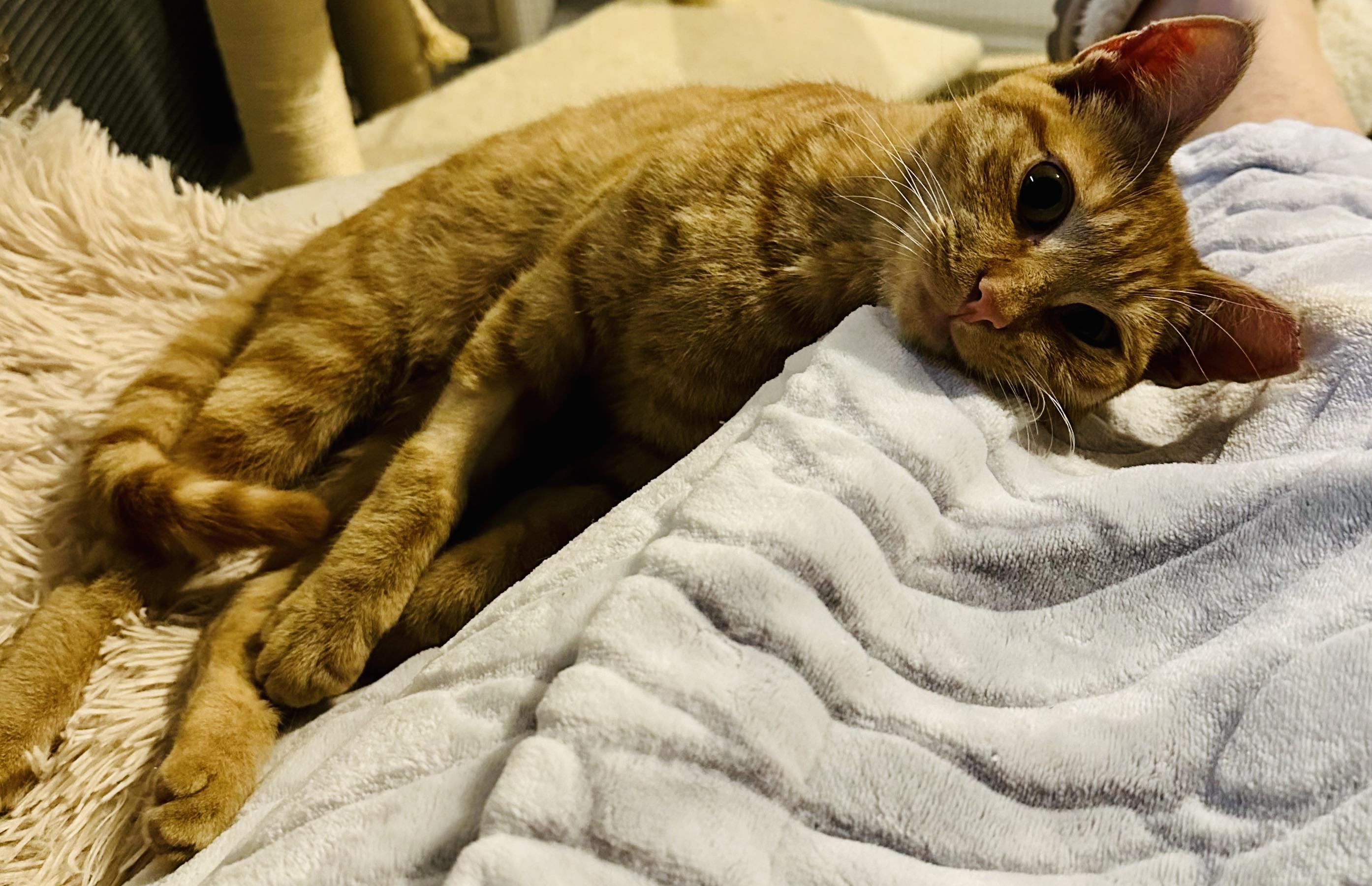 Enlarge Riusty, a ADOPTABLE Domestic Short Hair in Hasbrouck Heights, NJ image 5/5