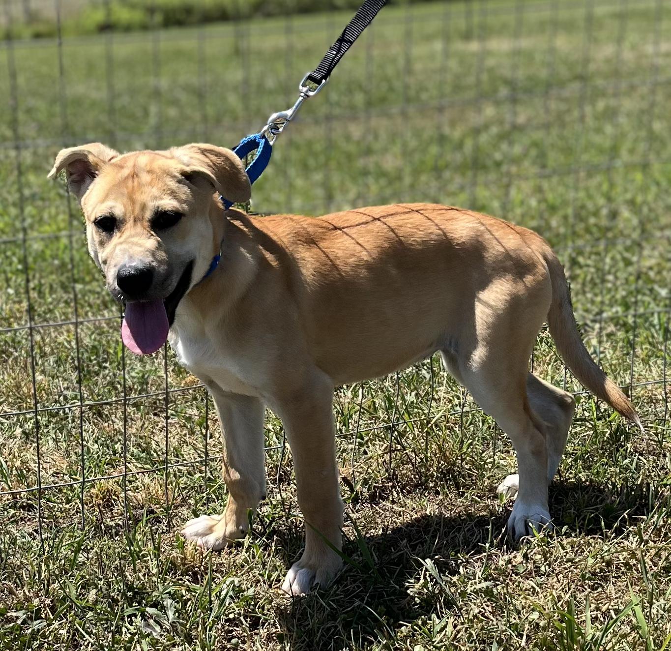 Dog for adoption Aria, a Husky & Pit Bull Terrier Mix in Uniontown