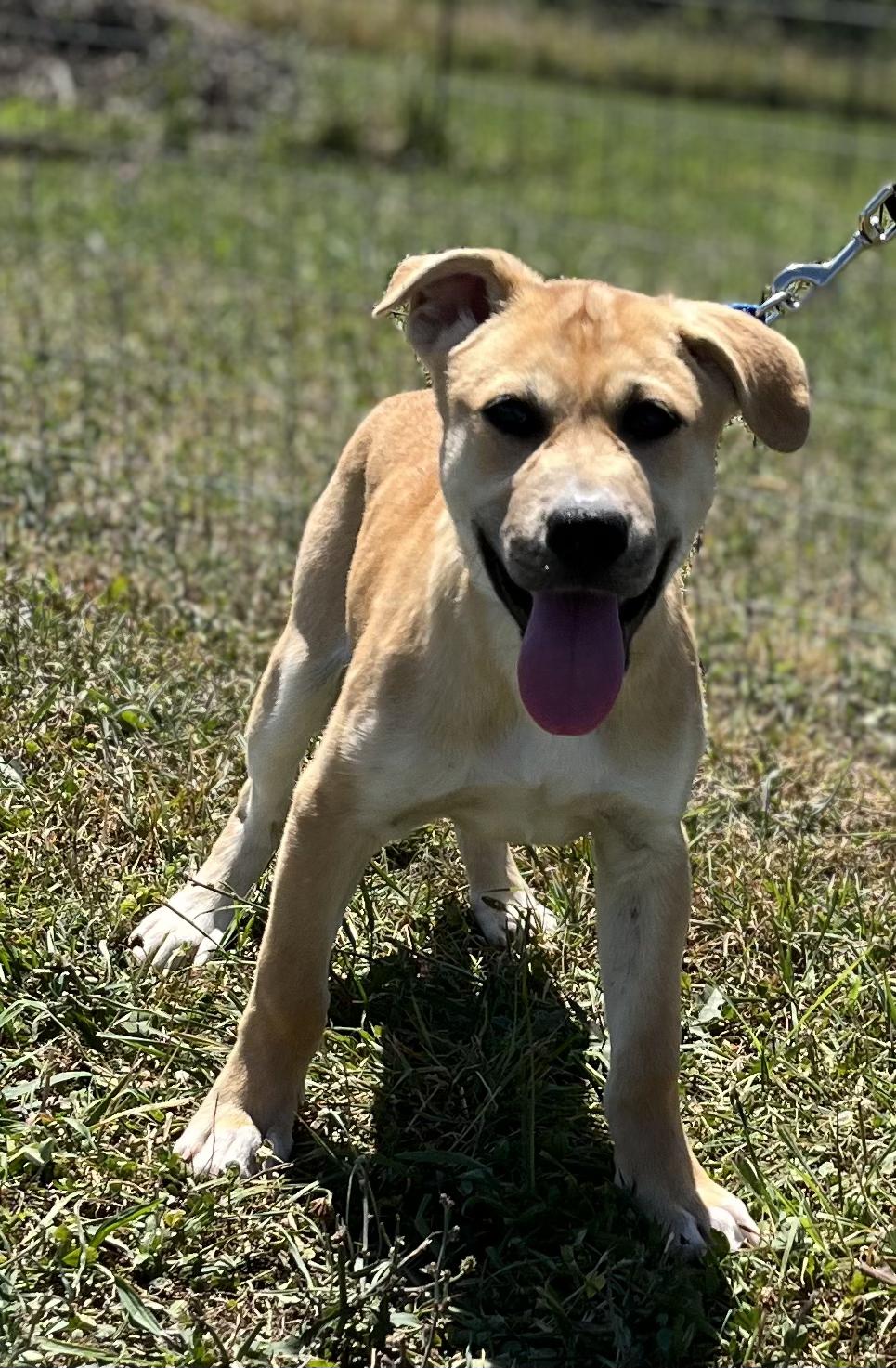 Dog for adoption Aria, a Husky & Pit Bull Terrier Mix in Uniontown