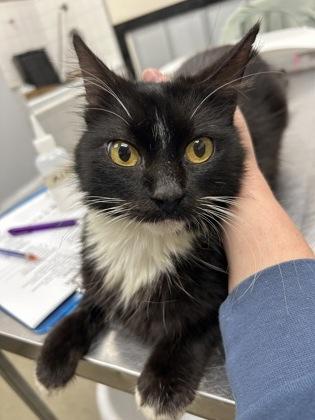 Daphne, Adoptable, Adult Female Domestic Medium Hair & Domestic Short Hair.