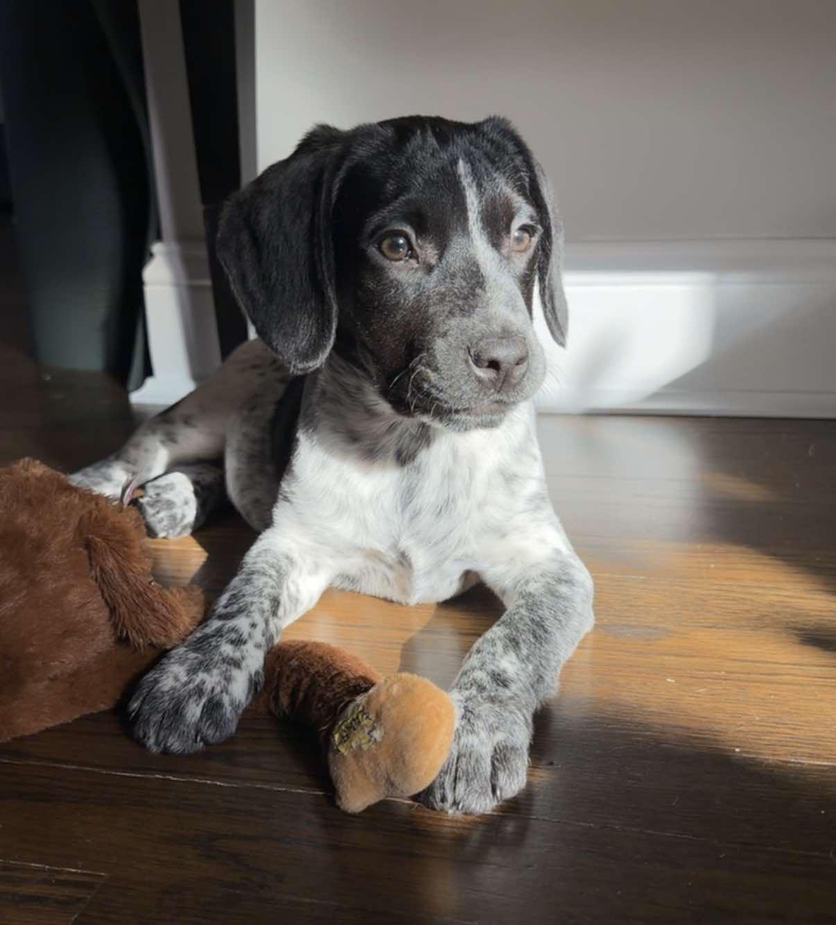 Enlarge ANTLER, a Adoptable Bluetick Coonhound in Pomfret Center, CT image 1/3