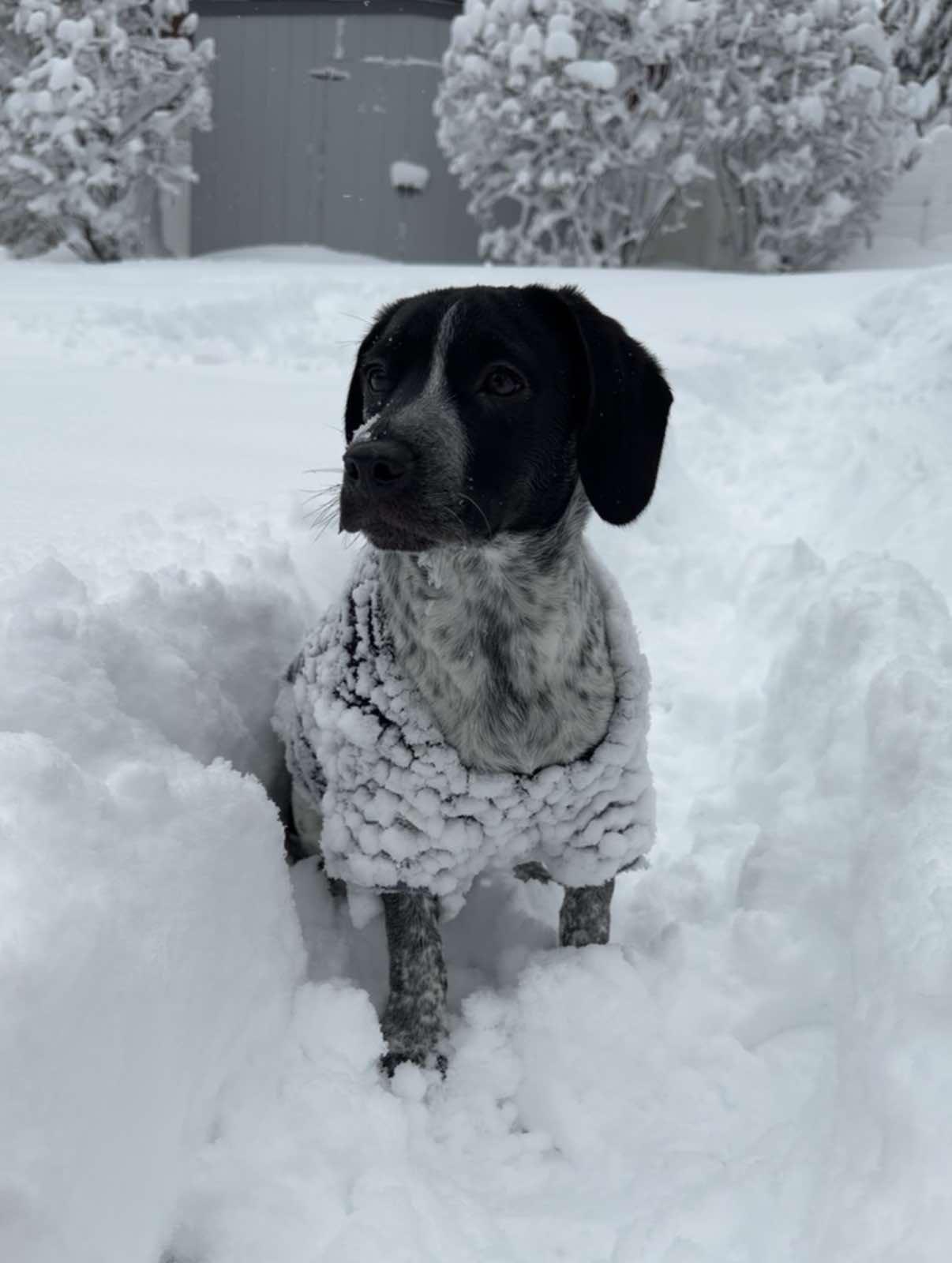 ANTLER, Adoptable, Young Male Bluetick Coonhound.