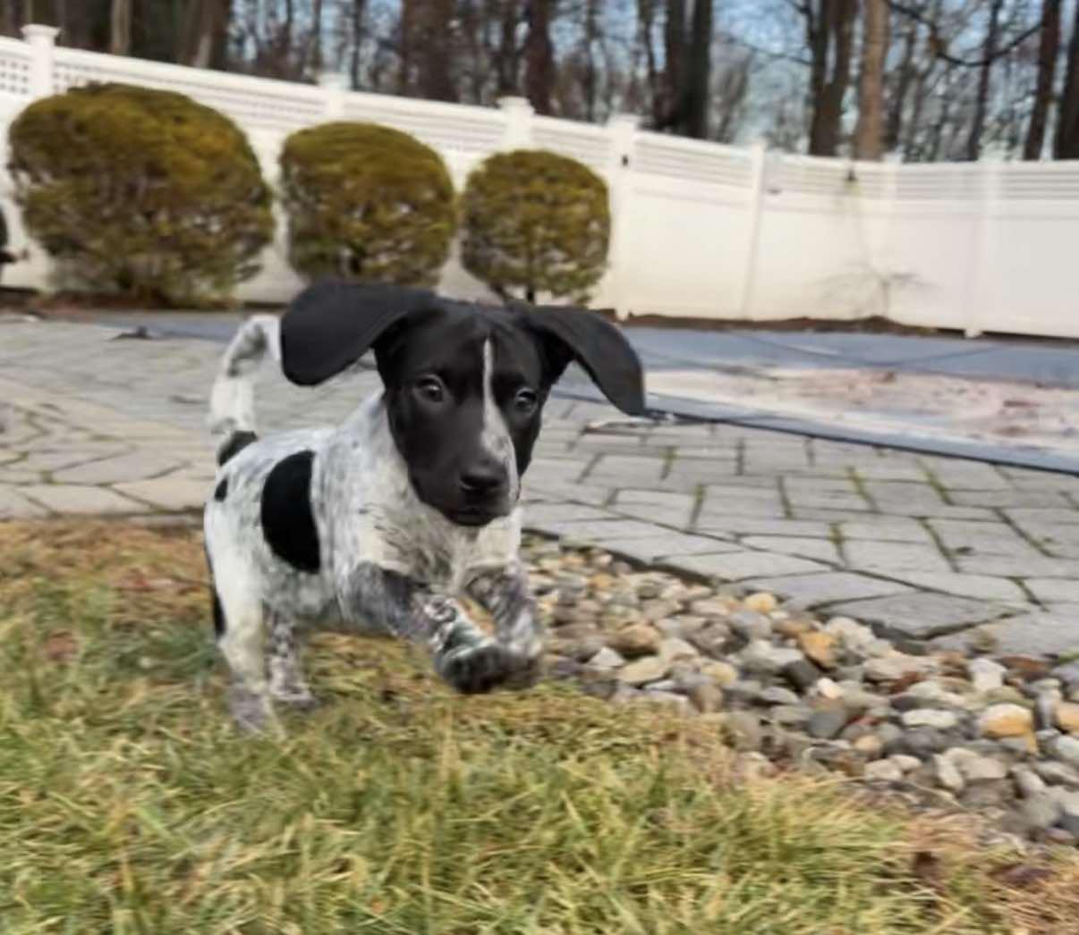 Enlarge ANTLER, a Adoptable Bluetick Coonhound in Pomfret Center, CT image 2/3