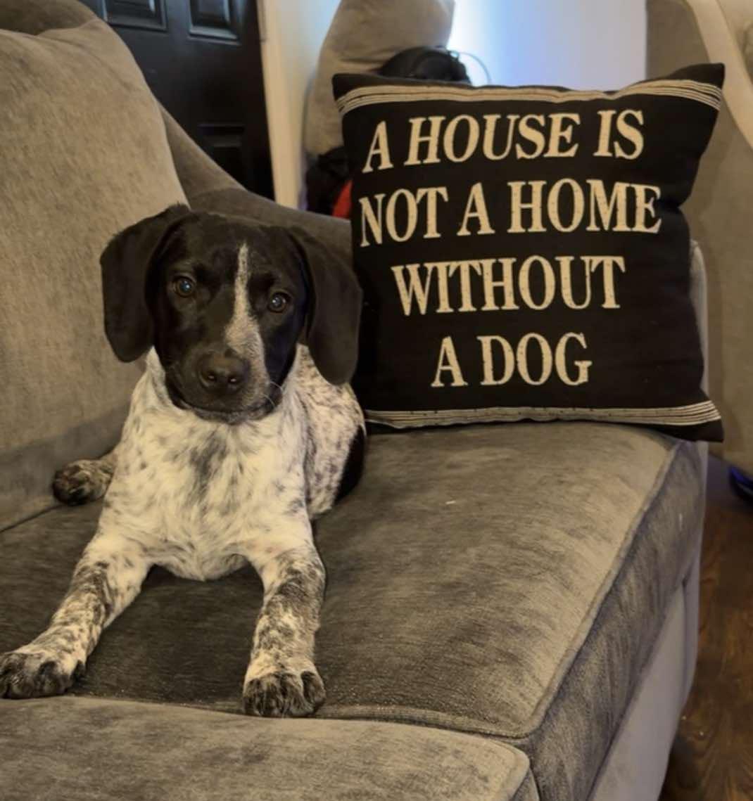 ANTLER, a Adoptable Bluetick Coonhound in Pomfret Center, CT image 2/3