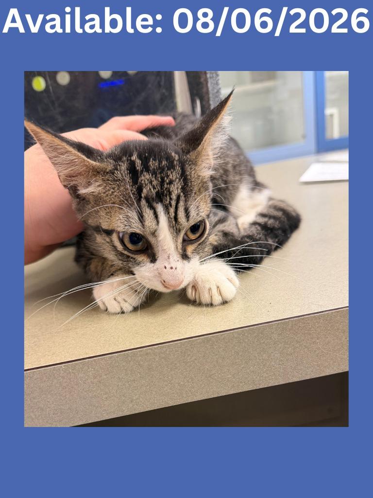 Enlarge Cat Condo #23, a Adoptable mixed breed in Greenville, TX image 1/1