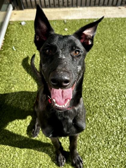 Enlarge BBQ Ruffles, a Adoptable mixed breed in Wichita, KS image 1/5