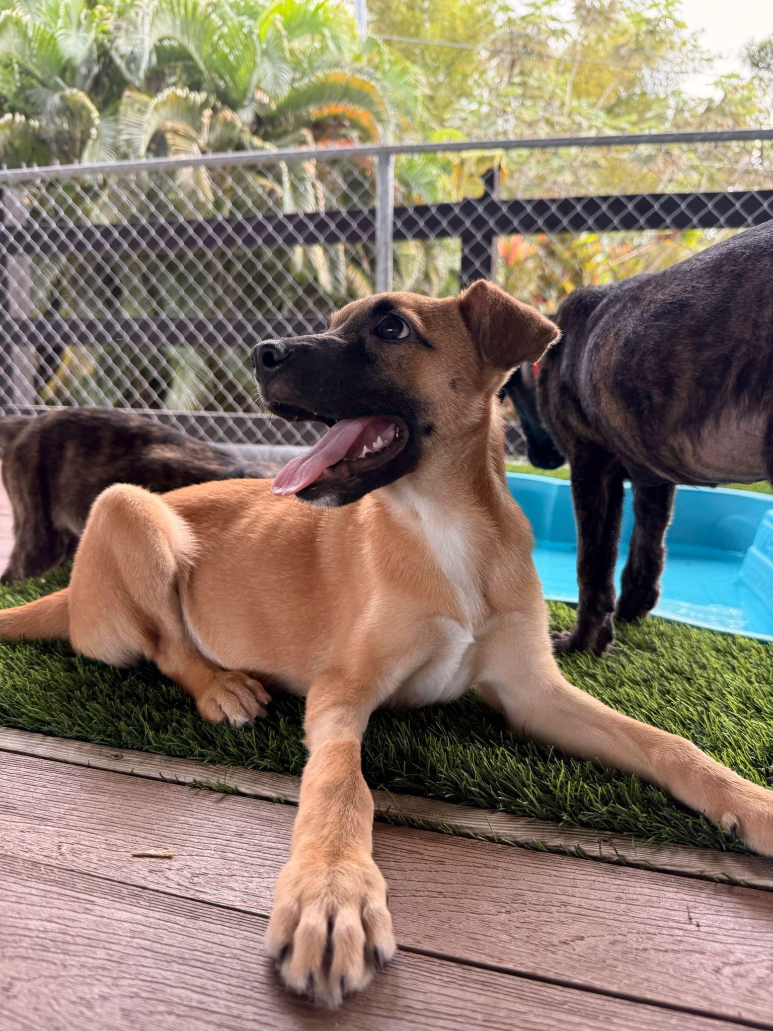 Enlarge Ranger, a Adoptable mixed breed in Brooklyn, NY image 2/4