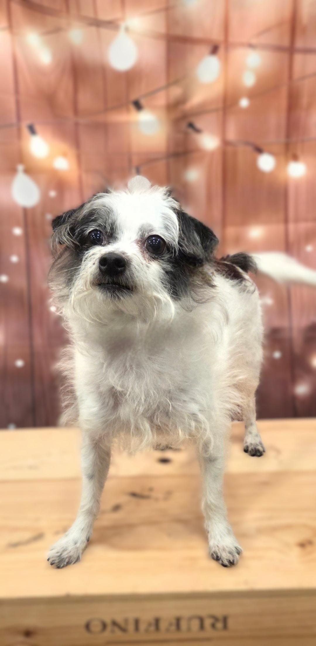 Boo Boo, a ADOPTABLE mixed breed in Bridgeton, MO image 3/5