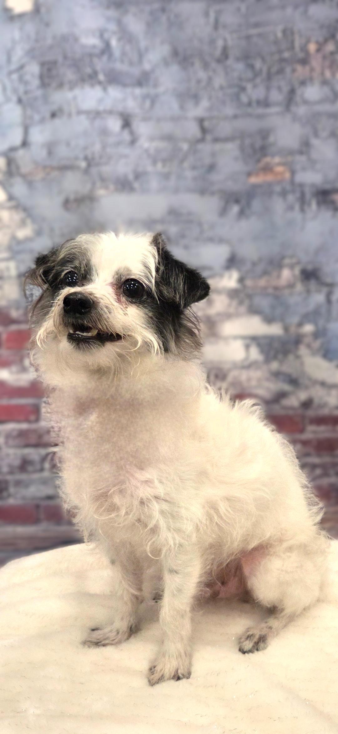 Boo Boo, a ADOPTABLE mixed breed in Bridgeton, MO image 2/5