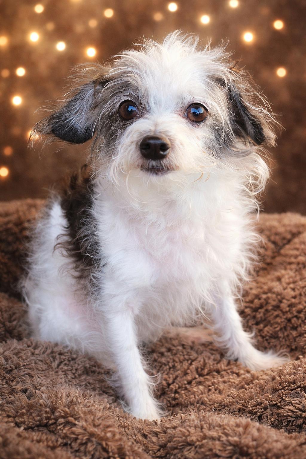 Boo Boo, ADOPTABLE, Adult Male Chihuahua & Terrier.