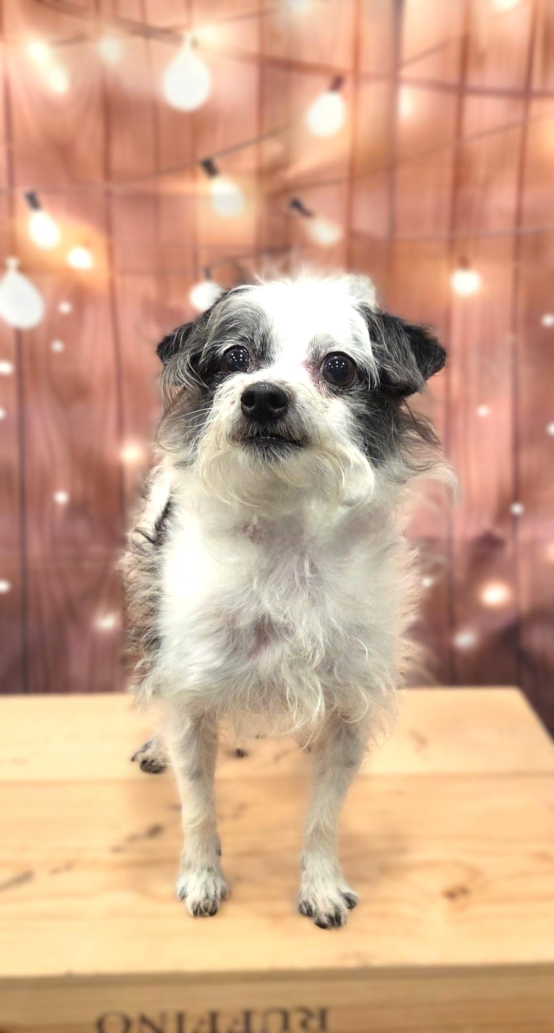 Boo Boo, a ADOPTABLE mixed breed in Bridgeton, MO image 4/5