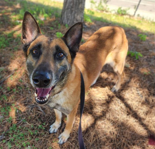 Enlarge JAN, a Adoptable mixed breed in Minneapolis, MN image 1/1