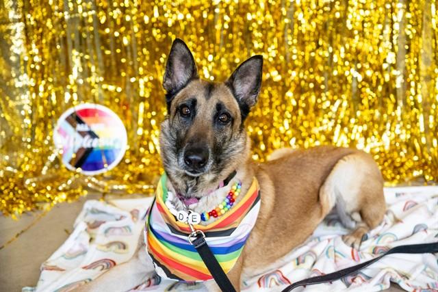 JAN, Adoptable, Adult Female Belgian Shepherd / Malinois & Mixed Breed.