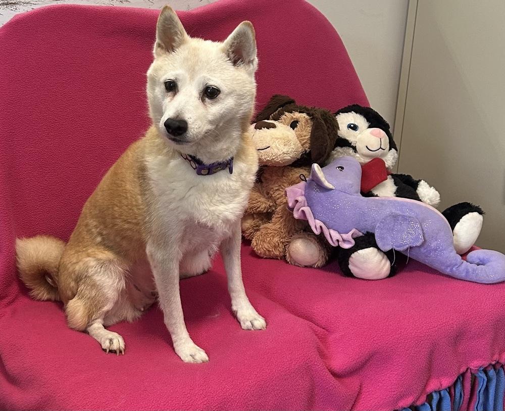 Strawberry, Adoptable, Adult Female Shiba Inu.