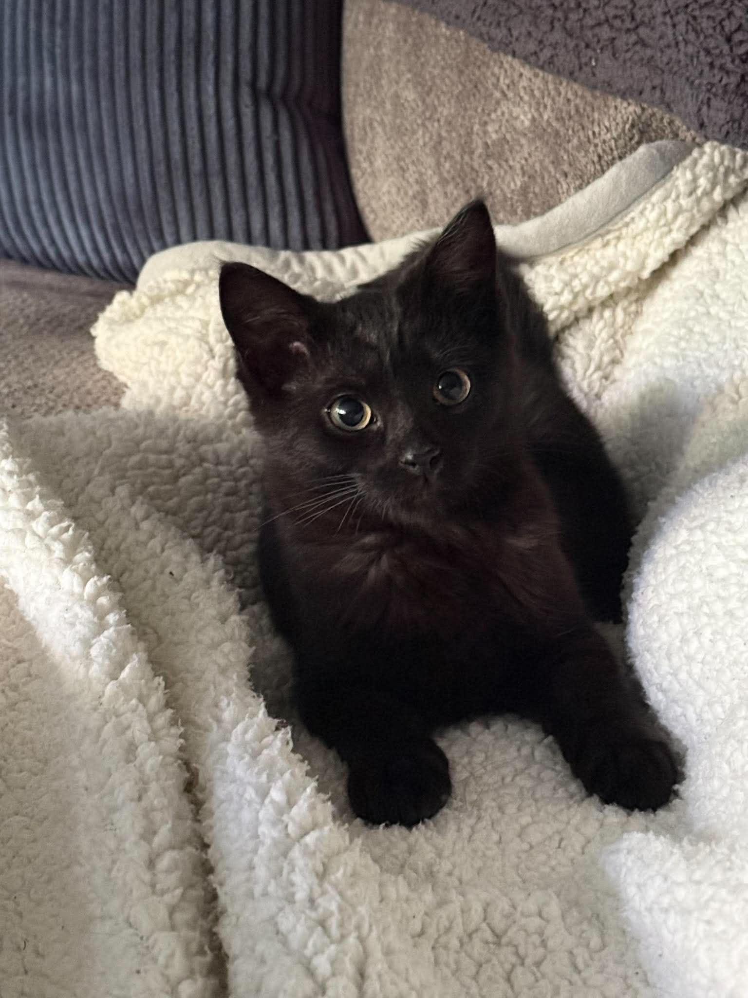Enlarge Jax & Jagger, a ADOPTABLE Domestic Short Hair in Grand Haven, MI image 4/6