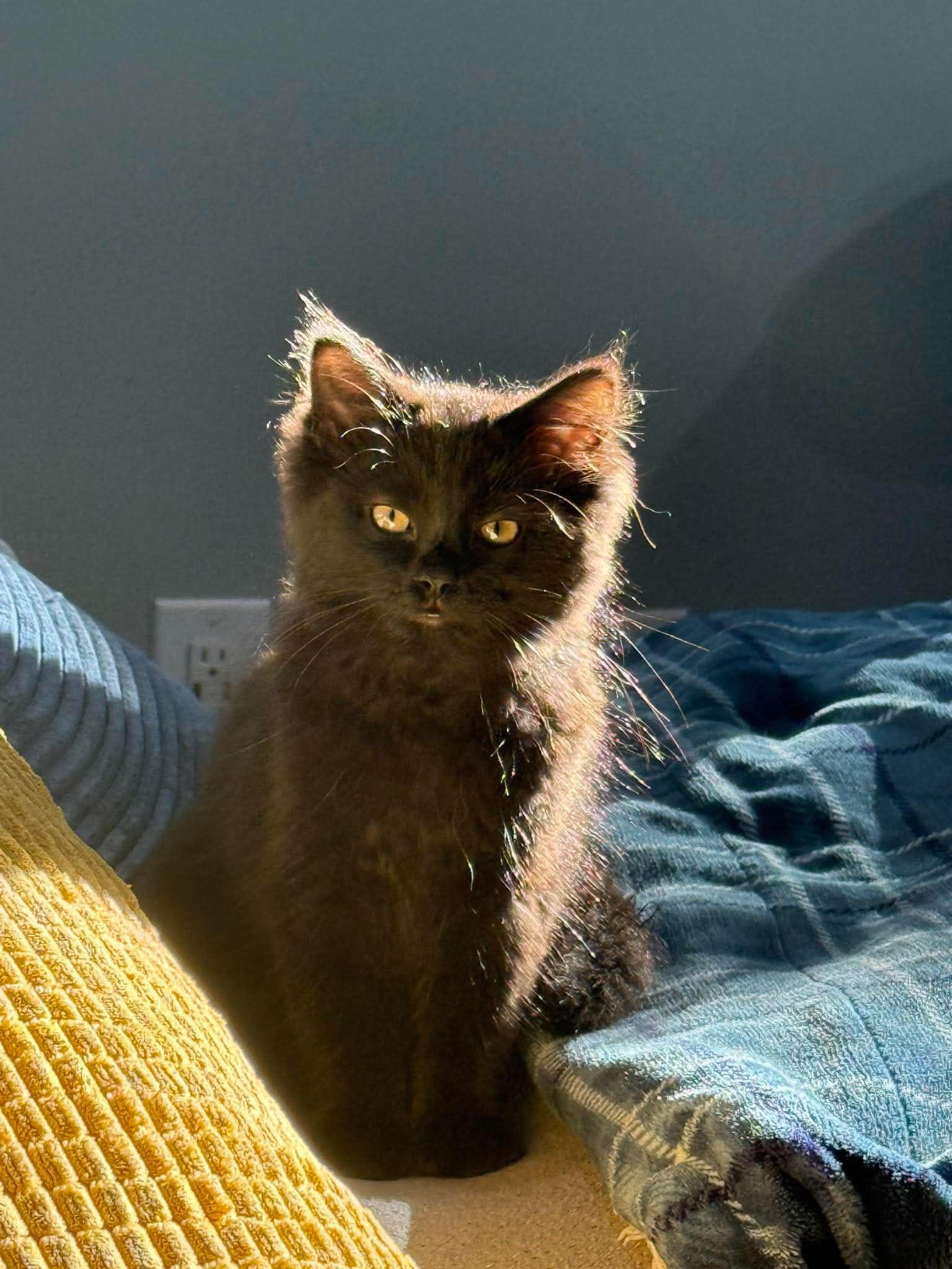 Enlarge Jax & Jagger, a ADOPTABLE Domestic Short Hair in Grand Haven, MI image 2/6